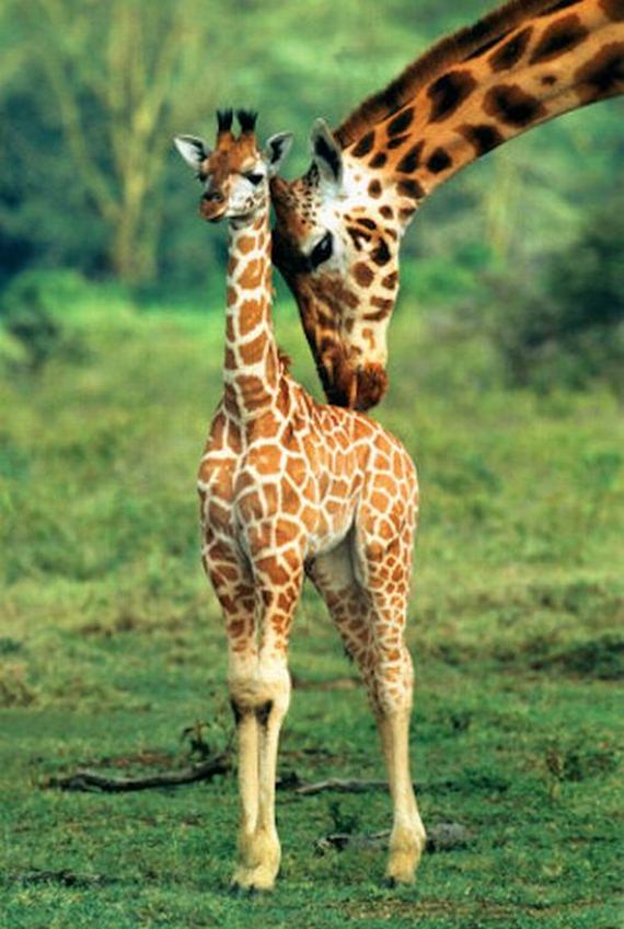 Baby Giraffes - Barnorama