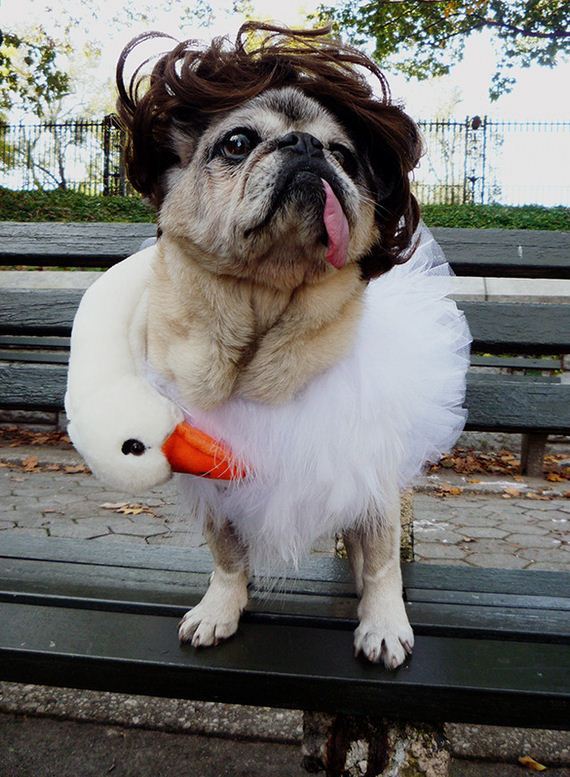 Costumes That Prove Pugs Always Win At Halloween - Barnorama