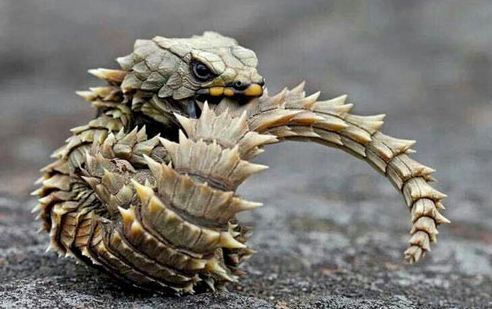 armadillo lizard girdled barnorama