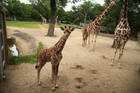 Four-Day-Weekend-With-Baby-Giraffes