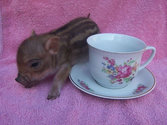 Pictures Of Teacup Pigs With Actual Teacups - Barnorama