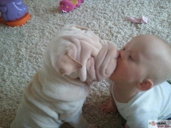 babies-sick-being-upstaged-their-pets