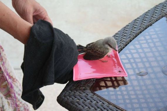 baby_bird_is_rescued_by_the_kindness_of_man