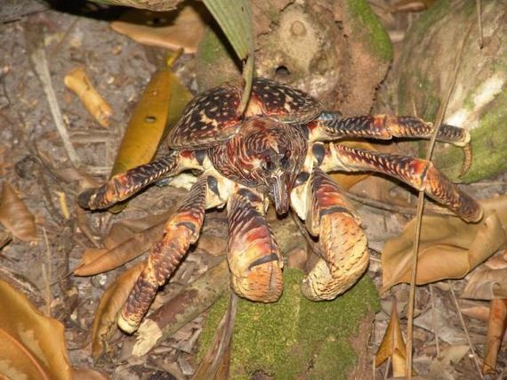 Coconut Crab - Barnorama