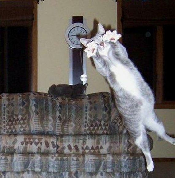 perfectly-timed-cat-photos