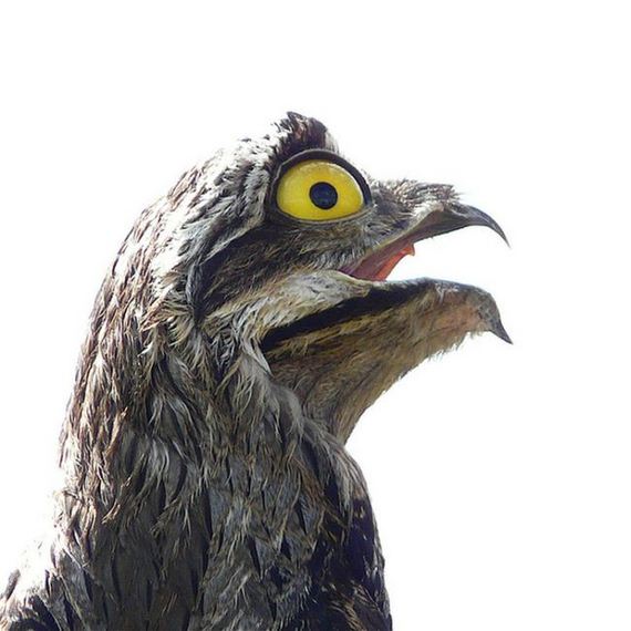 potoo_bird