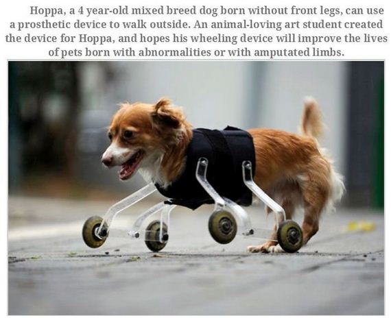 handicapped_animals