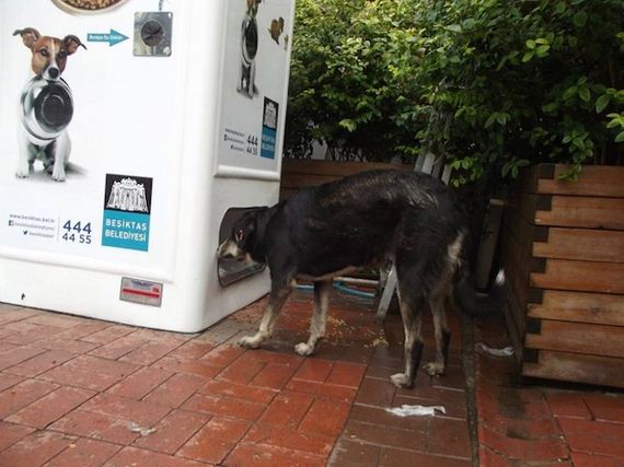 This Vending Machine Feeds Stray Dogs In Exchange For Recycled Bottles ...