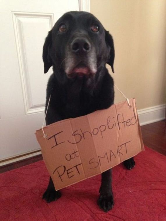 dog_shame