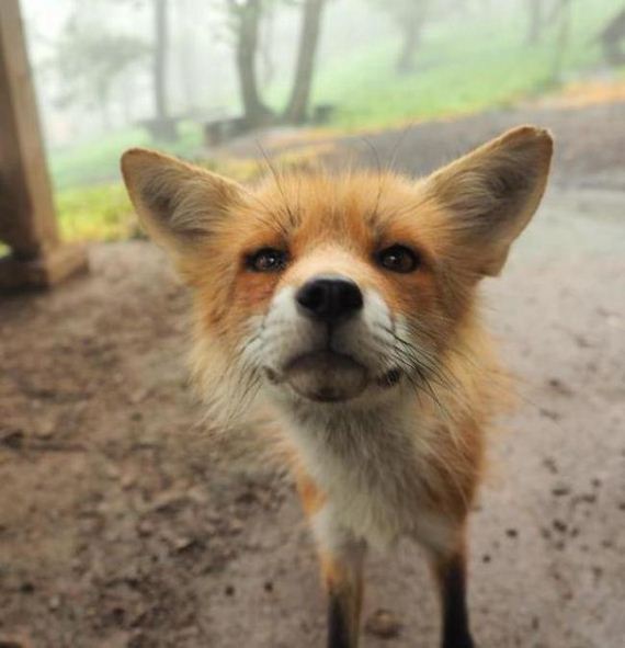 fox-japan-village