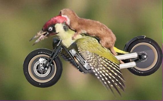 weasel_riding