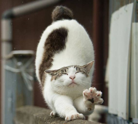 cats_of_tokyo