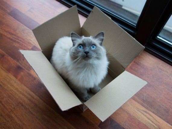 boxes-are-a-cats-only-weakness