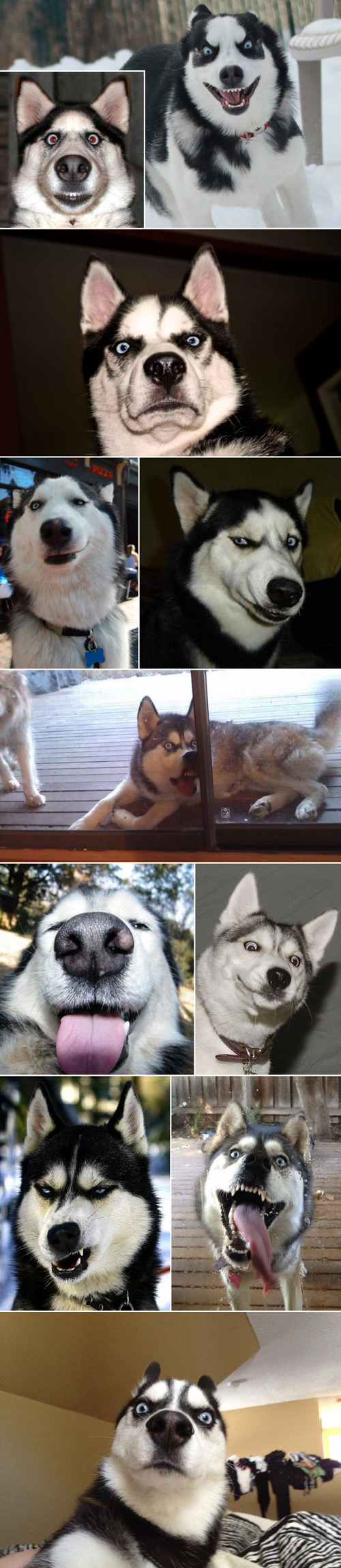 husky