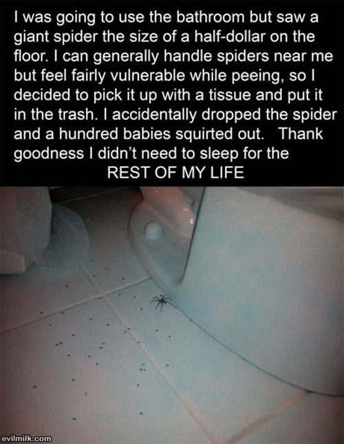 spider