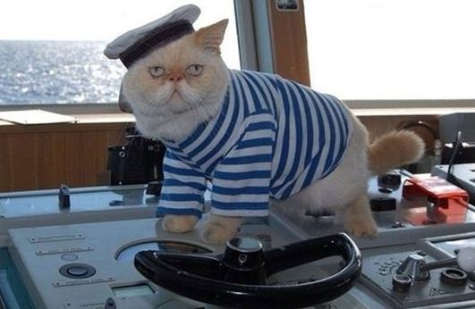 Captain Cat - Barnorama