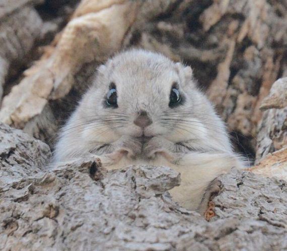 Hokkaido Island In Japan Is Home To Incredibly Cute Animals - Barnorama