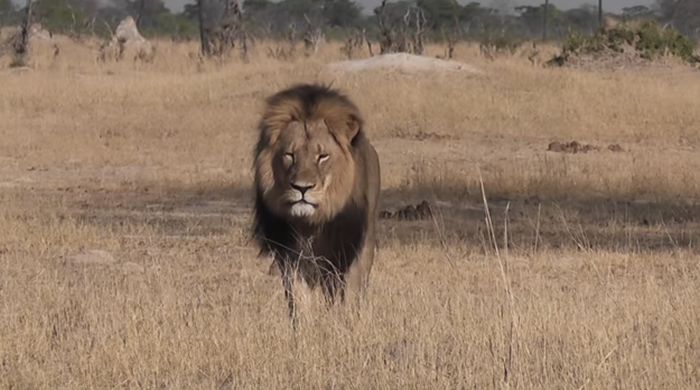 Dentist Gets His Social Media Pages Flooded After Killing Cecil The ...