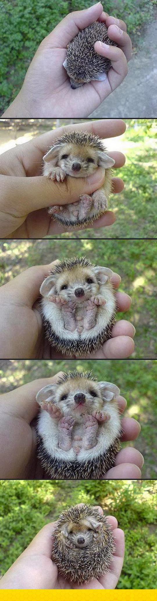 funny-cute-Baby-Hedgehog-ball-hand