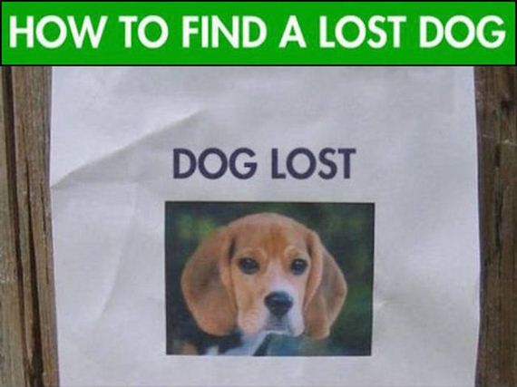 Tips And Tricks That Will Help You Find Your Lost Dog - Barnorama