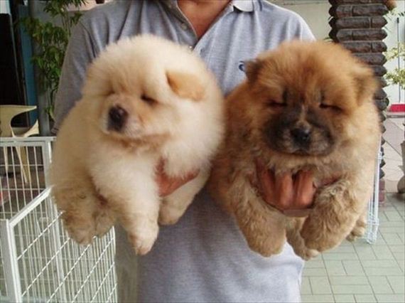 little dogs that look like bears