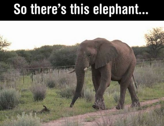 Photos That Prove Elephants Aren't Just Smart, They're Also Polite ...