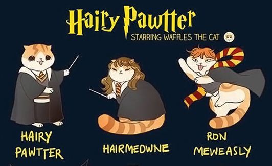 Harry Potter, Kitty Version - Barnorama