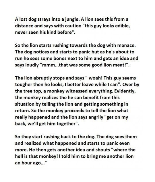 cool-dog-jungle-story-monkey