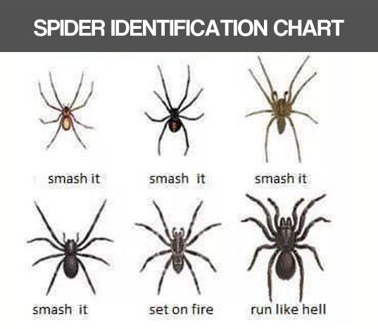 Helpful Spider Chart - Barnorama