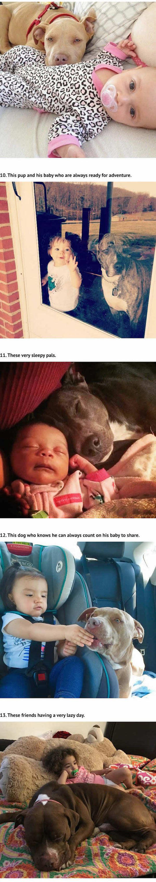 3funny-pitbulls-dog-with-babies-sleeping
