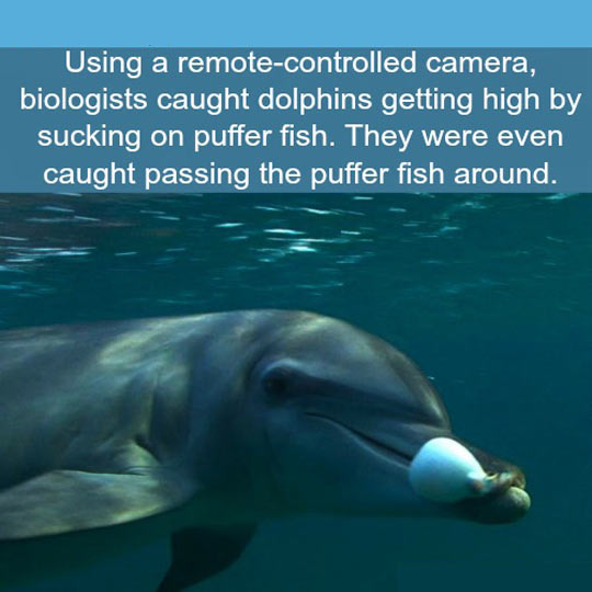 funny-dolphin-fact-puffer-fish