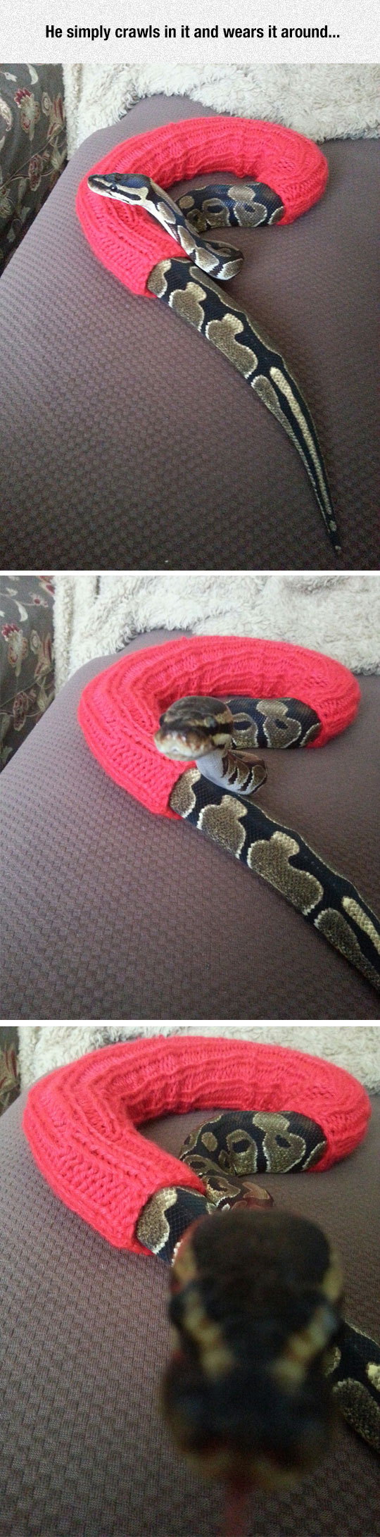 funny-snake-sweater-scary