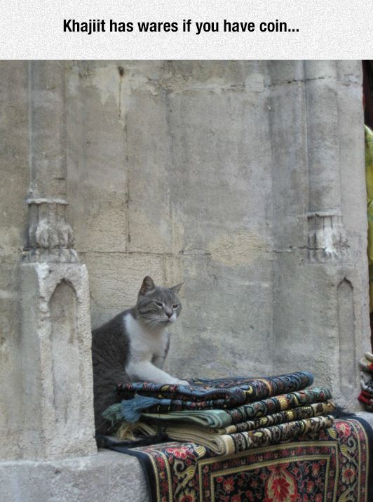 funny-cat-rug-selling-street-old-man