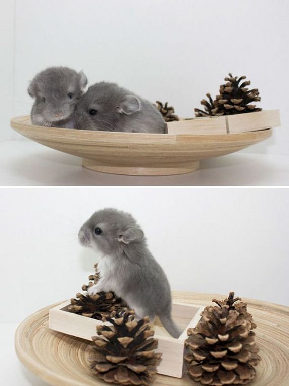 02-baby_chinchillas