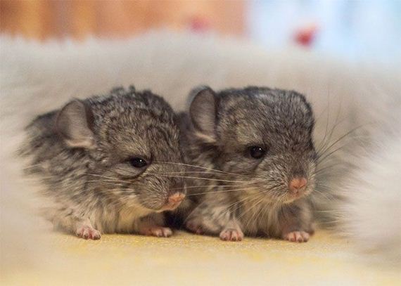 03-baby_chinchillas