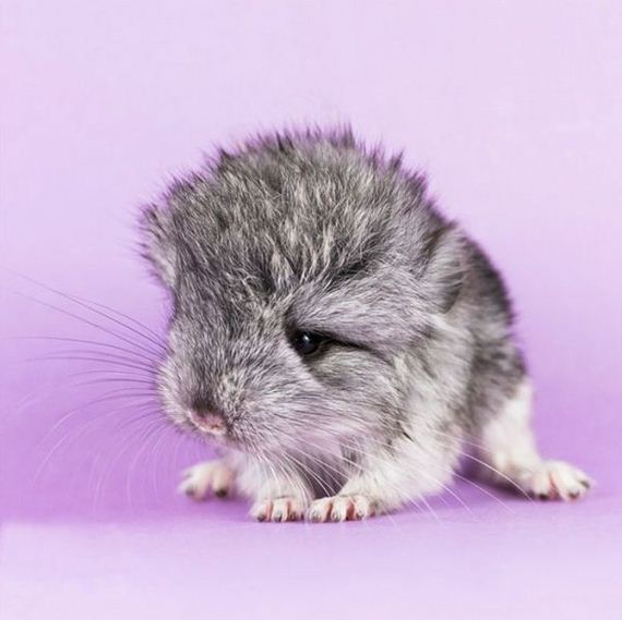 07-baby_chinchillas