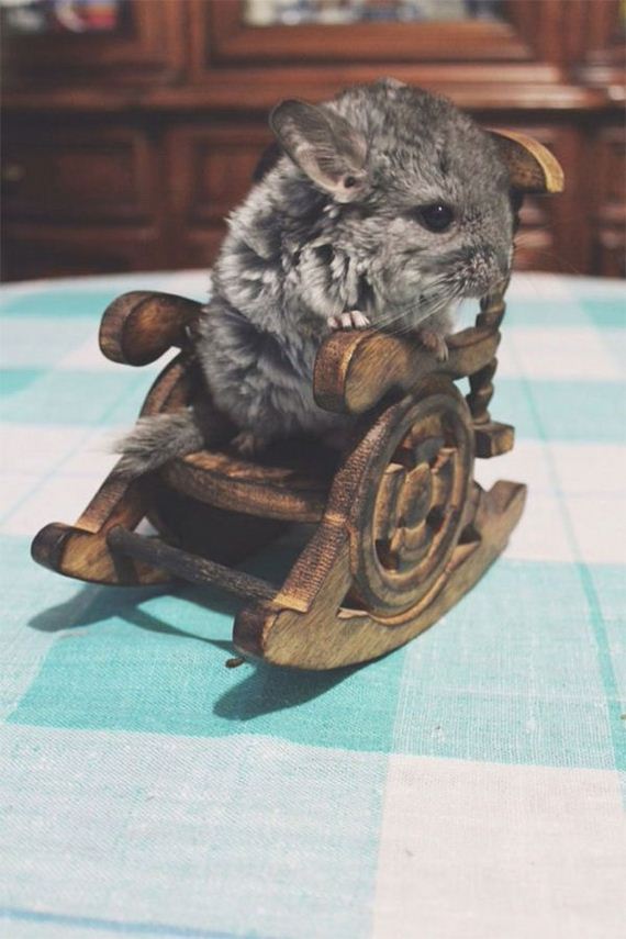 09-baby_chinchillas