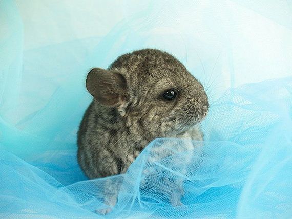 10-baby_chinchillas