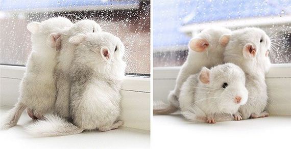 14-baby_chinchillas