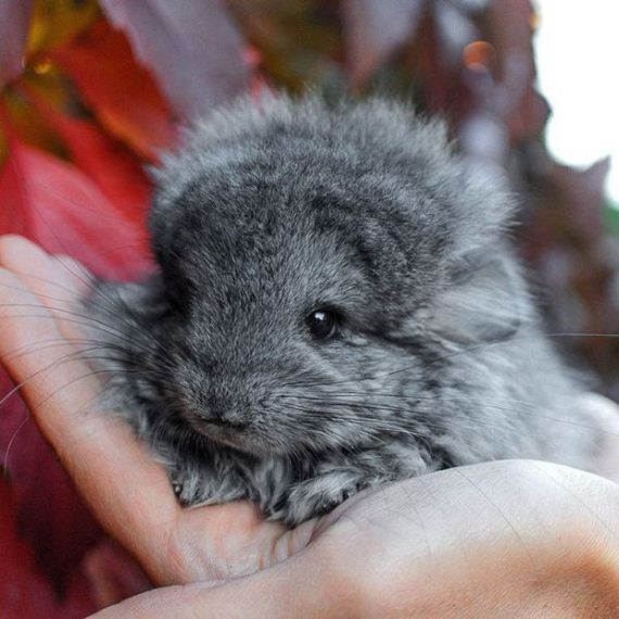 16-baby_chinchillas