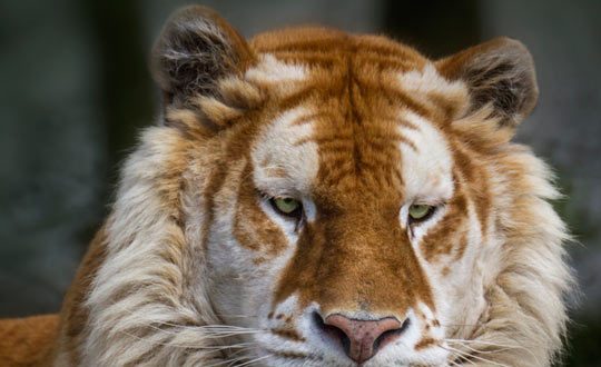 Unique Golden Tabby Tiger - Barnorama