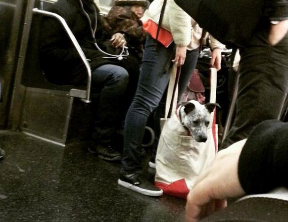 New York Metro Bans Dogs Who Don't Fit In Bags - Barnorama