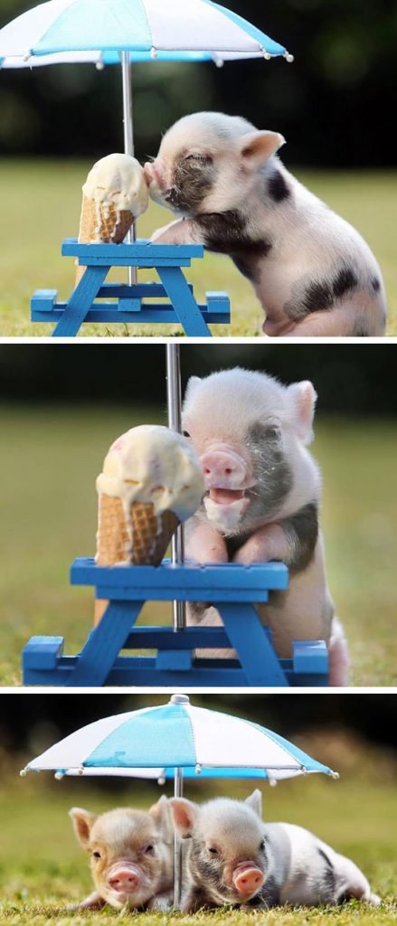 Piggy Eating Ice-Cream - Barnorama