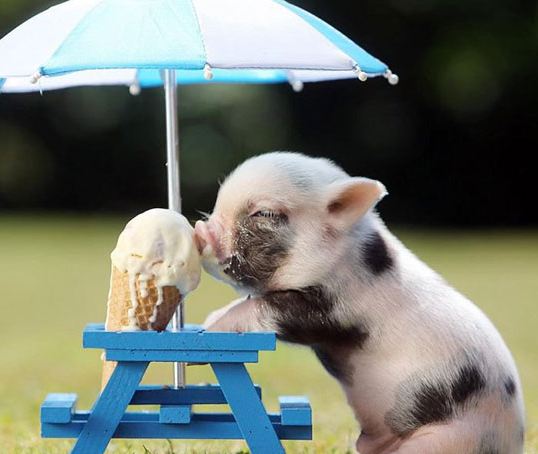 Piggy Eating Ice-Cream - Barnorama