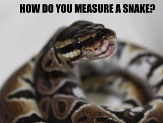 The Proper Way To Measure A Snake - Barnorama