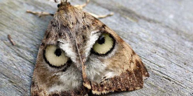 This moth looks like an owls face - Barnorama