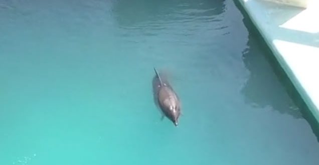 Heartbreaking Drone Footage Shows Lone Bottlenose Dolphin Left at an ...