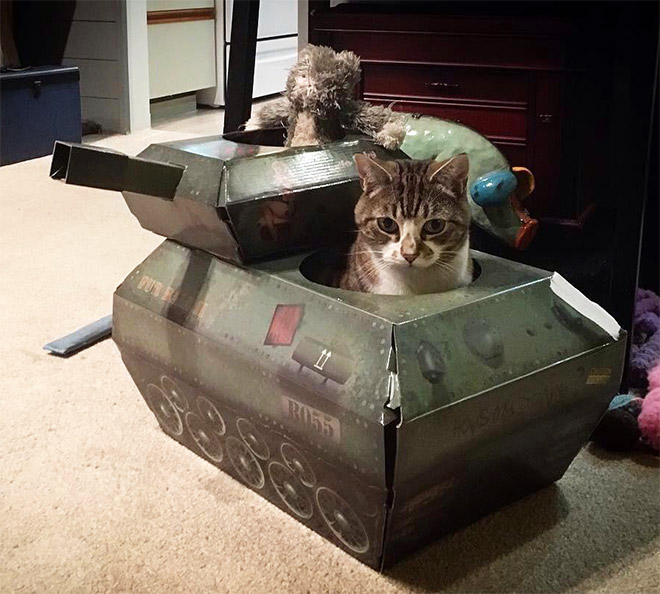 best tank cat in battle cats