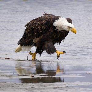 20 Birds Awkwardly Walking - Barnorama