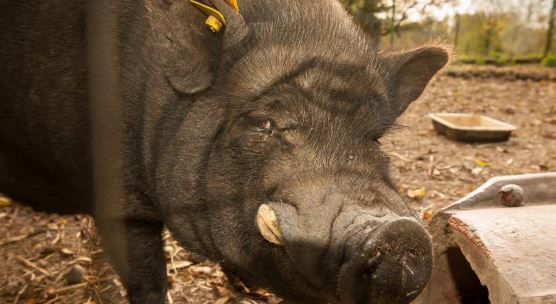 Woman 'eaten alive' by pigs after collapsing - Barnorama